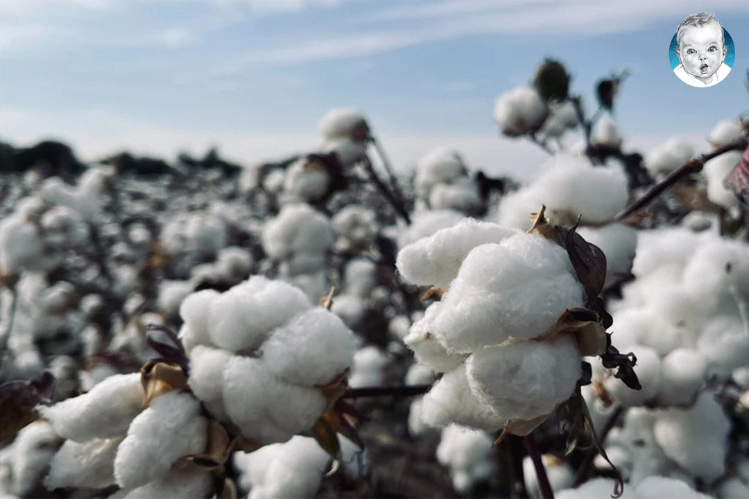 Why You Should Know About Better Cotton