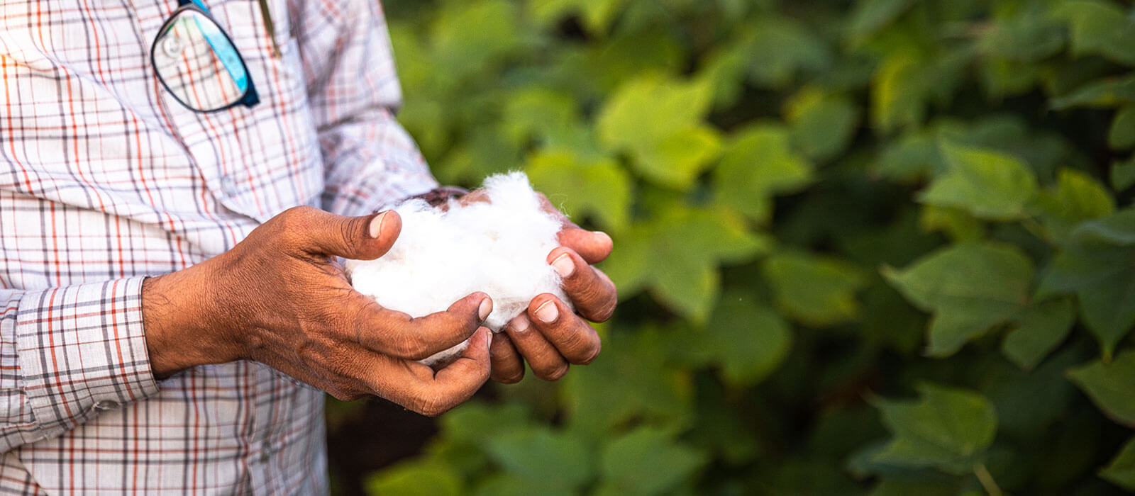 Sustainability Hero Mobile image. Farmer holding cotton in hands. Desktop image